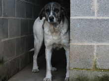 MODA, Hund, Mischlingshund in Spanien - Bild 7