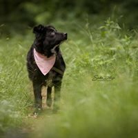 LIZA, Hund, Mischlingshund in Schriesheim - Bild 3