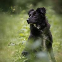 LIZA, Hund, Mischlingshund in Schriesheim - Bild 5