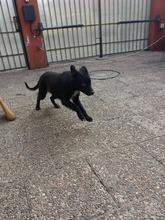 LIZA, Hund, Mischlingshund in Schriesheim - Bild 8