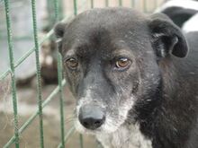 MONTY, Hund, Mischlingshund in Rumänien - Bild 1