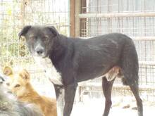 MONTY, Hund, Mischlingshund in Rumänien - Bild 10