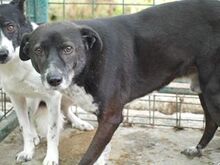 MONTY, Hund, Mischlingshund in Rumänien - Bild 3