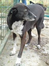 MONTY, Hund, Mischlingshund in Rumänien - Bild 6