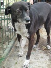 MONTY, Hund, Mischlingshund in Rumänien - Bild 8