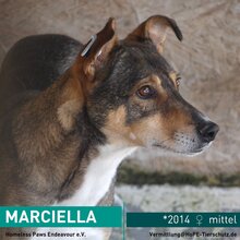 MARCIELLA, Hund, Mischlingshund in Rumänien - Bild 1