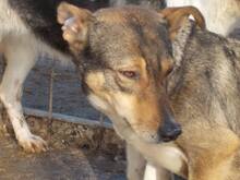 MARCIELLA, Hund, Mischlingshund in Rumänien - Bild 11