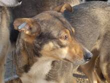MARCIELLA, Hund, Mischlingshund in Rumänien - Bild 12