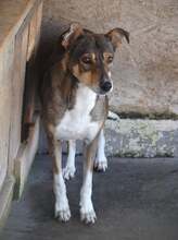 MARCIELLA, Hund, Mischlingshund in Rumänien - Bild 13