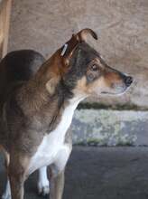 MARCIELLA, Hund, Mischlingshund in Rumänien - Bild 14