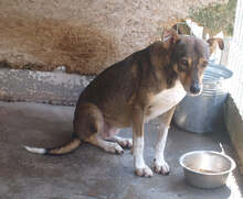 MARCIELLA, Hund, Mischlingshund in Rumänien - Bild 15