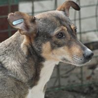 MARCIELLA, Hund, Mischlingshund in Rumänien - Bild 2