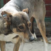 MARCIELLA, Hund, Mischlingshund in Rumänien - Bild 3