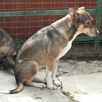 MARCIELLA, Hund, Mischlingshund in Rumänien - Bild 4