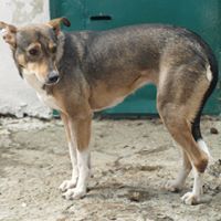 MARCIELLA, Hund, Mischlingshund in Rumänien - Bild 5