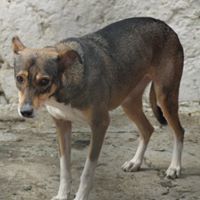 MARCIELLA, Hund, Mischlingshund in Rumänien - Bild 6