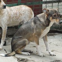 MARCIELLA, Hund, Mischlingshund in Rumänien - Bild 7