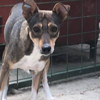 MARCIELLA, Hund, Mischlingshund in Rumänien - Bild 8