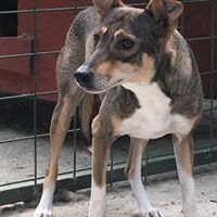 MARCIELLA, Hund, Mischlingshund in Rumänien - Bild 9