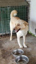 MILO, Hund, Mischlingshund in Rumänien - Bild 10