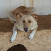 MILO, Hund, Mischlingshund in Rumänien - Bild 11