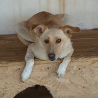 MILO, Hund, Mischlingshund in Rumänien - Bild 12
