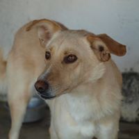 MILO, Hund, Mischlingshund in Rumänien - Bild 14