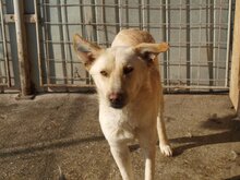 MILO, Hund, Mischlingshund in Rumänien - Bild 15