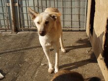 MILO, Hund, Mischlingshund in Rumänien - Bild 16