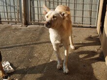 MILO, Hund, Mischlingshund in Rumänien - Bild 17