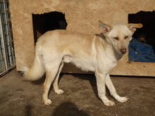 MILO, Hund, Mischlingshund in Rumänien - Bild 18