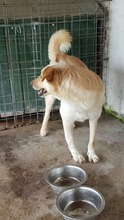MILO, Hund, Mischlingshund in Rumänien - Bild 19