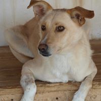 MILO, Hund, Mischlingshund in Rumänien - Bild 2