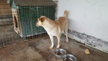 MILO, Hund, Mischlingshund in Rumänien - Bild 20