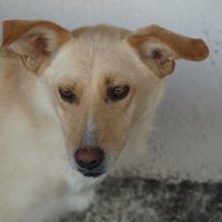 MILO, Hund, Mischlingshund in Rumänien - Bild 5