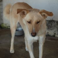 MILO, Hund, Mischlingshund in Rumänien - Bild 8