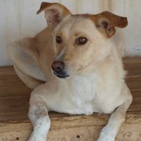 MILO, Hund, Mischlingshund in Rumänien - Bild 9