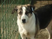 MANDY, Hund, Mischlingshund in Rumänien - Bild 12