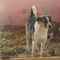 MANDY, Hund, Mischlingshund in Rumänien - Bild 3