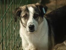 MANDY, Hund, Mischlingshund in Rumänien - Bild 5