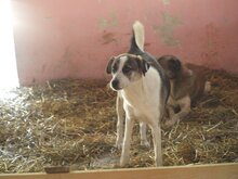 MANDY, Hund, Mischlingshund in Rumänien - Bild 8