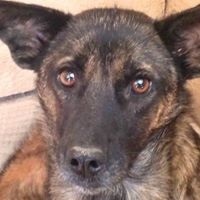 RUBY, Hund, Mischlingshund in Rumänien - Bild 1