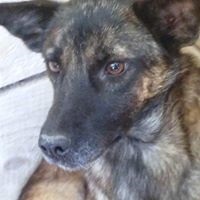RUBY, Hund, Mischlingshund in Rumänien - Bild 3