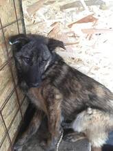 RUBY, Hund, Mischlingshund in Rumänien - Bild 8