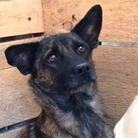 RUBY, Hund, Mischlingshund in Rumänien - Bild 9