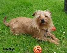 HEIDILADY, Hund, Zwergpinscher-Yorkshire Terrier-Mix in Steinau - Bild 2