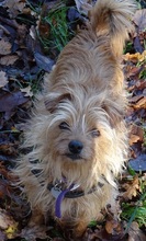 HEIDILADY, Hund, Zwergpinscher-Yorkshire Terrier-Mix in Steinau - Bild 3