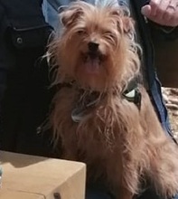 HEIDILADY, Hund, Zwergpinscher-Yorkshire Terrier-Mix in Steinau - Bild 4