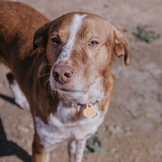 BEETHOVEN, Hund, Mischlingshund in Spanien - Bild 10