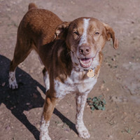 BEETHOVEN, Hund, Mischlingshund in Spanien - Bild 11